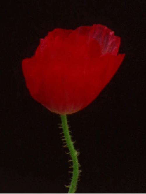 scarlet poppy